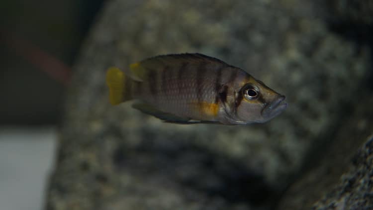 Altolamprologus sp. 'compressiceps shell' Chimba